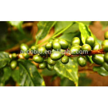 Natural Green Coffee bean extract ( Coffea Arabica L), Chlorogenic acid 30%,45%,50%,60%